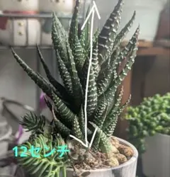 多肉植物 ハオルチア 火炎錦 鮮明錦 極上斑 - メルカリ