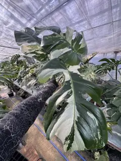 2026年最新】モンステラ ミント 斑入りの人気アイテム - メルカリ