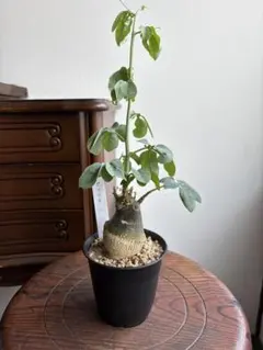 かわいい形の アデニア グラウカ 大きな株 模様も♫ 塊根 植物 多肉