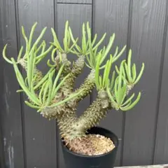 2026年最新】チレコドン ワリチーの人気アイテム - メルカリ