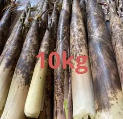 朝掘りたて筍 たけのこ 10kg箱込み - メルカリ