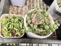 多肉セット　抜きなえ