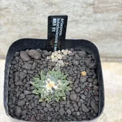 2026年最新】アリオカルプス 姫牡丹の人気アイテム - メルカリ