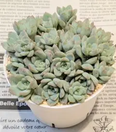 ペリィ様 リクエスト 2点 まとめ商品