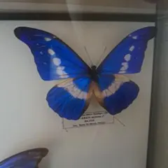 2026年最新】レテノールモルフォの人気アイテム - メルカリ