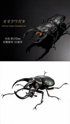 【標本】モーレンカンプオオカブト　101.6(108.5)ミリ　野外品 野外美形個体！】モーレンカンプオオカブト 標本 カブトムシ モーレン