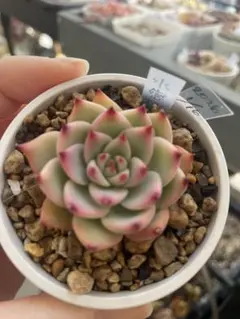 水蜜桃4苗セット 多肉植物 エケベリア 抜き苗 寄せ植え - メルカリ