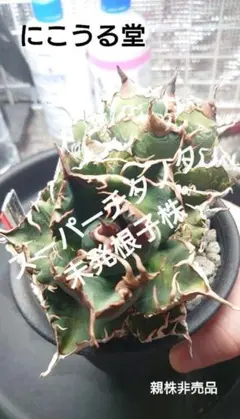 r*w様 アガベ スーパーチタノタ カクタスグリーンNo.101 子株 r*w様 アガベ スーパーチタノタ カクタスグリーンNo.101 子株