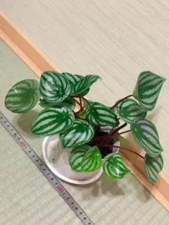 ペペロミア♡サンデルシー♡３.5号♡ポットごと宅急便コンパクト ペペロミア♡サンデルシー♡3.5号♡ポットごと宅急便コンパクト