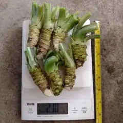 訳あり品！ 伊豆の本ワサビ 240g 山葵 野菜 農家直送 生わさび - メルカリ