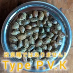 希少 40粒 麻の実 ヒマラヤ原種（ヘンプシード）p.v.k 希少 40粒 麻の実 ヒマラヤ原種（ヘンプシード）p.v.k - メルカリ