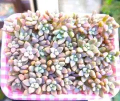 多肉植物　カット苗　姫秋麗　60カットのサムネイル