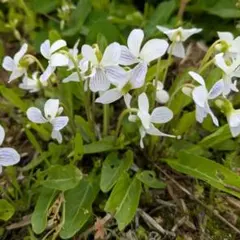 アリアケスミレ 種子 30粒 山野草 多年草 宿根草 有明すみれ ③ - メルカリ