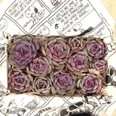 5.多肉植物　紫姫　カット苗詰め合わせ　韓国苗