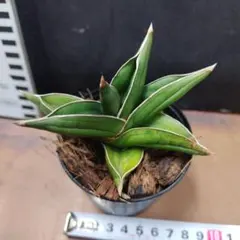 2026年最新】サンセベリアの人気アイテム - メルカリ