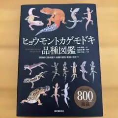 2026年最新】ヒョウモントカゲモドキ品種図鑑の人気アイテム - メルカリ
