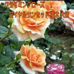 ♡　クライミングローズ　ロイヤルサンセット　大輪四季咲きオレンジ　接木　大苗　♡