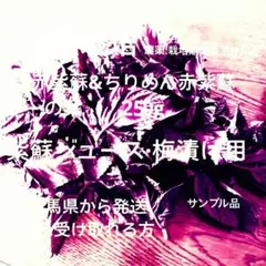 不起耕自然栽培、色の組合わせ可能、計30本、赤紫蘇、or青紫蘇抜き苗