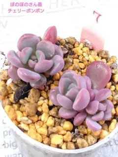 2025年最新】ぼのぼのさん苗の人気アイテム - メルカリ