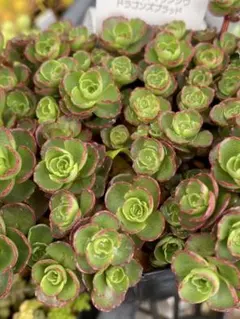 多肉植物 ドラゴンズブラッド 抜き苗 根付き 黄色あひるちゃん - メルカリ