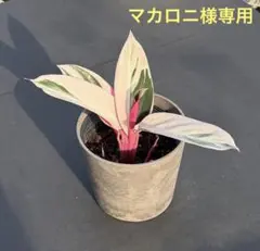 マカロニ様 リクエスト 2点 まとめ商品