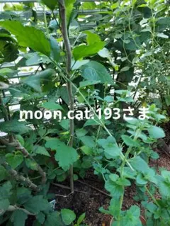 moon.cat.193さま専用。苗木