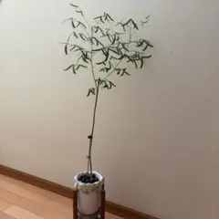 食虫植物 ウトリクラリア タマラセリー ネルンビフォリア ヤマト発送