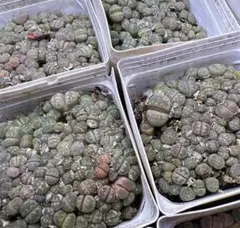 Hanaco【ただ今オーダストップ中 】様 リクエスト 2点 まとめ商品