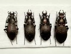 2026年最新】オサムシの人気アイテム - メルカリ