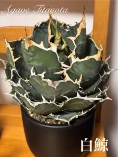 アガベ チタノタ 白鯨 大株 親株 オマケあり アガベ・チタノタ白鯨（ボールタイプ）大-088｜agave titanota