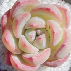 わかこっこ様 リクエスト 3点 まとめ商品