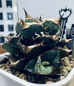 はなたろう様 リクエスト 2点 まとめ商品