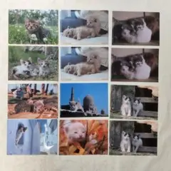 Item thumbnail for item 1d6e9368-4213-4292-b4b5-99eb40e05db2