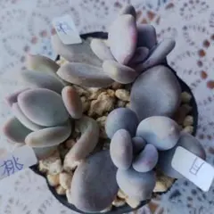 多肉植物 桃美人抜き苗 - メルカリ