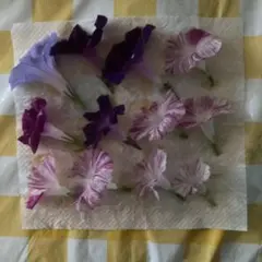 押し花 朝顔 12個セット 紫 白 ピンク