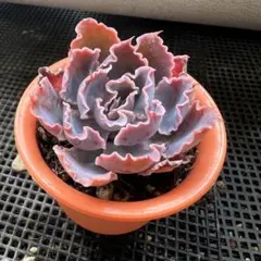 きよ様 リクエスト 2点 まとめ商品