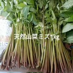 山菜 ミズ 新潟県産 採れたて新鮮発送 注文受け付けます。 - メルカリ