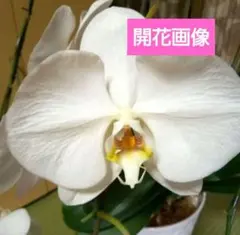 2025年最新】胡蝶蘭の人気アイテム - メルカリ