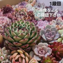 多肉植物　エケベリアカット苗　大苗　中苗　小苗　カラフル　紅葉　セダム