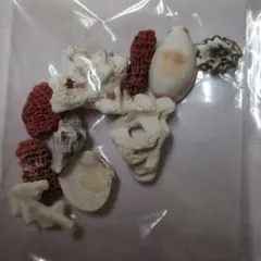 サンゴと貝殻のハンドメイド素材セット