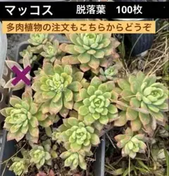 ③多肉植物/メルカリ便・メテニアナム錦（斑入センペル) 3株抜き苗