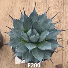 2025年最新】龍球会産の人気アイテム - メルカリ