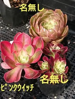 2026年最新】観葉植物 アエオニウムの人気アイテム - メルカリ