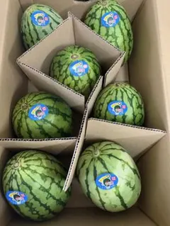 産地直送！訳あり小玉スイカウリ坊7玉入！甘くて美味しい箱込8.5キロ前後のサムネイル