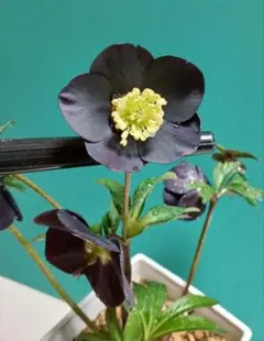 2026年最新】クリスマスローズ ブラックの人気アイテム - メルカリ