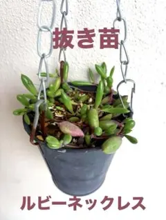 선착순!루비 목걸이를 모두 제거해 유아용 냄비에 넣었습니다.