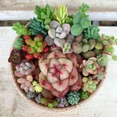 多肉植物詰め合わせ 寄せ植えそのまま飾れる カールカップ セダム《No.a56》