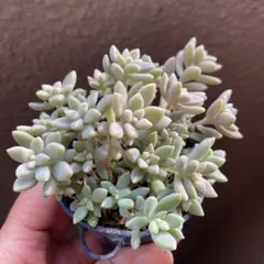 クラッスラ デルトイデア タンクアカルー 抜き苗 多肉植物 - メルカリ