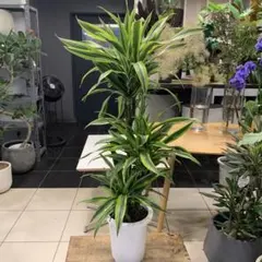 ドラセナ レモンライム ホワイトストライプ 観葉植物 - メルカリ