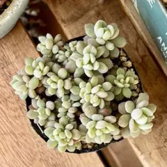 ぶっちゃん様 リクエスト 2点 まとめ商品